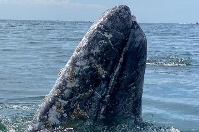 Gray Whales Watching in Magdalena Bay - Who will enjoy this day most