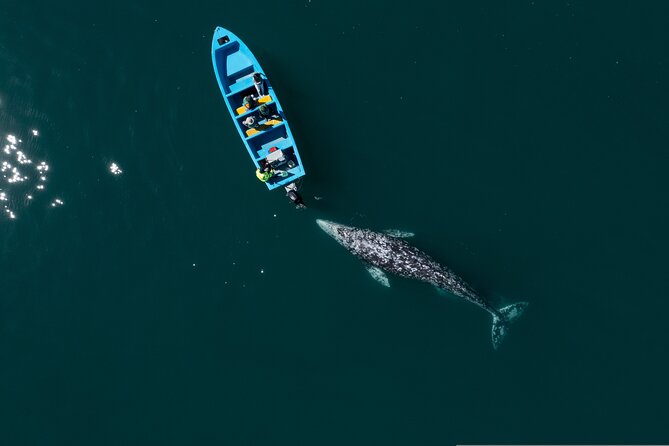 Gray Whales Watching in Magdalena Bay - Leaving La Paz at 7:30 in the morning