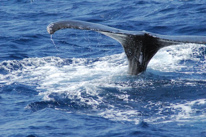 Great Whale Watching at Kerama Islands and Zamami Island - Thirty minutes to the watching area