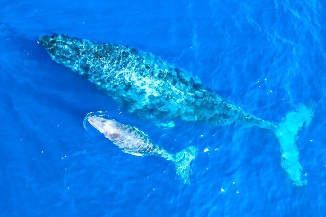Great Whale Watching at Kerama Islands and Zamami Island - The best possible sighting: mother and calf together