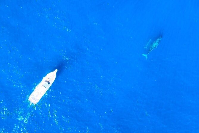 Great Whale Watching at Kerama Islands and Zamami Island - What the $86 price really covers