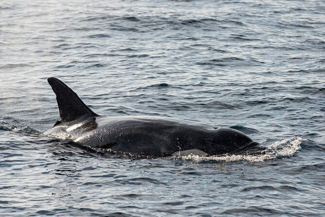Great Whales Education Programe Dolphins and Whales are in SL - Why this small program matters before a boat trip