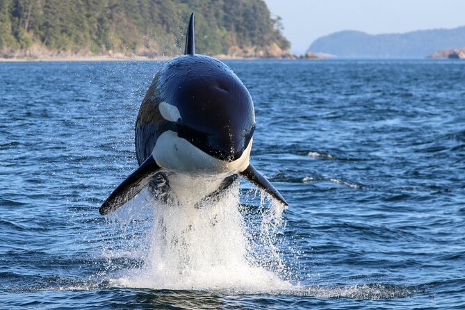 Guaranteed Whale Watch Tour from Anacortes - Reaching Anacortes Without Boarding a Ferry