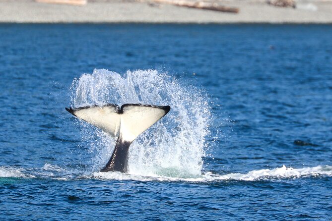 Guaranteed Whale Watch Tour from Anacortes - A Three-and-a-Half-Hour Search Through the Salish Sea