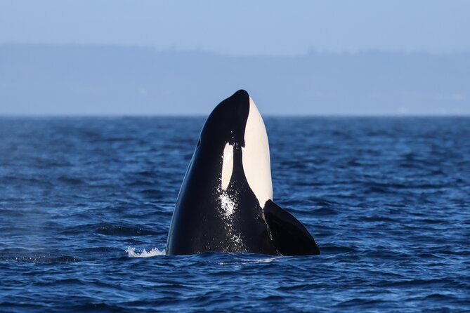 Guaranteed Whale Watch Tour from Anacortes - Seals, Sea Lions, Porpoises, and Bald Eagles
