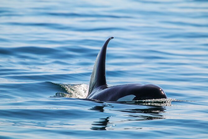 Guaranteed Whale Watch Tour from Anacortes - The Naturalists Add Meaning to the Ride