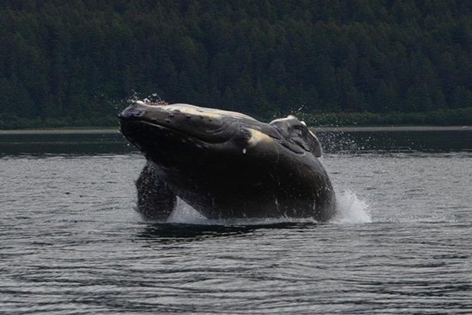 Guaranteed Whale Watching Adventure - Why Icy Strait is a strong place for whale watching