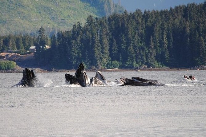 Guaranteed Whale Watching Adventure - What to wear and bring