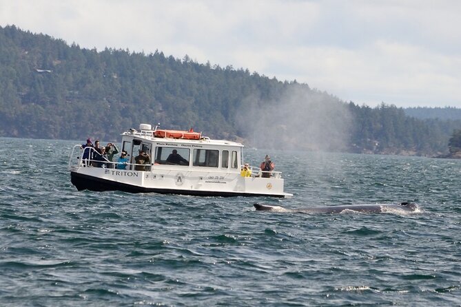 Guaranteed Whale Watching Tour - Quick takeaways before you book