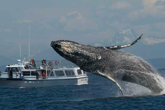 Guaranteed Whale Watching Tour - Leaving Orcas Island for the San Juan waters