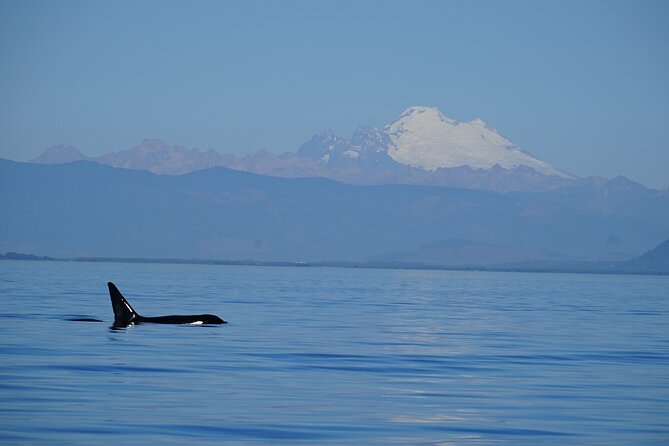 Guaranteed Whale Watching Tour - The wildlife is the real itinerary