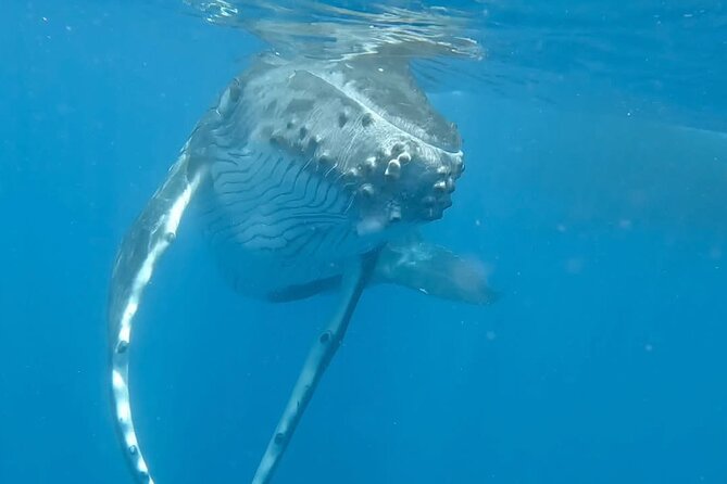 Guided Small Group Whale Watching and Swim Tour Tahiti - Starting at Papeete Marina at 8:00 a.m.