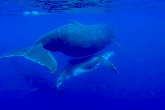 Guided Small Group Whale Watching and Swim Tour Tahiti - The whale swim is the highlight, but not the promise