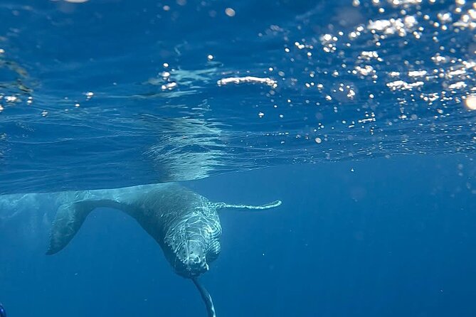 Guided Small Group Whale Watching and Swim Tour Tahiti - Lagoon stops give the morning a useful second act