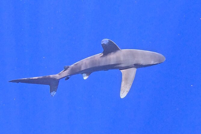 Guided Small Group Whale Watching and Swim Tour Tahiti - Is $238.07 a good value?