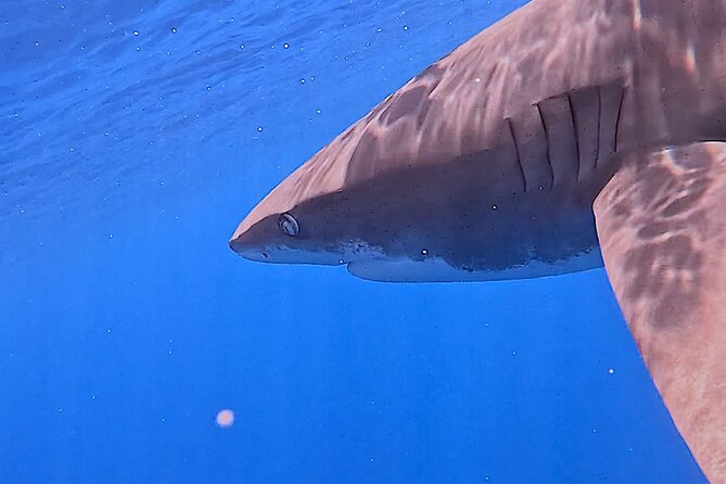 Guided Small Group Whale Watching and Swim Tour Tahiti - Who should book this experience?