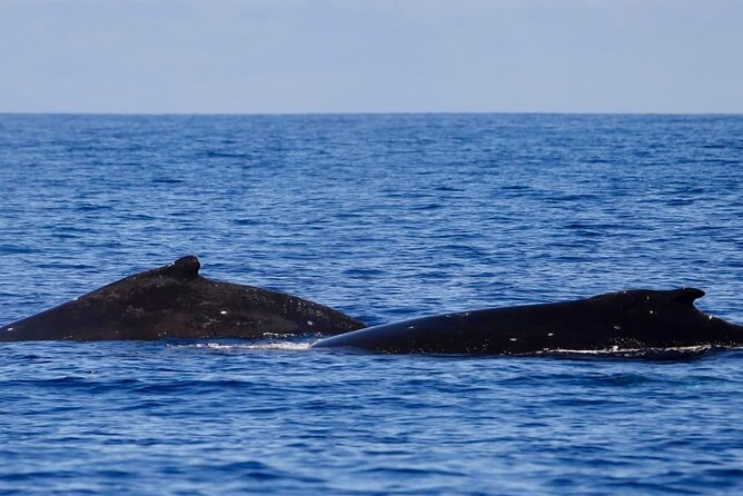 Guided Small Group Whale Watching and Swim Tour Tahiti - A six-passenger boat makes a real difference