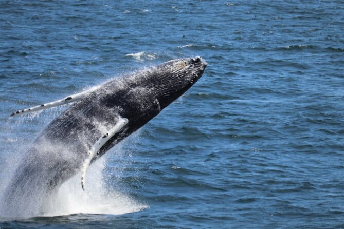 Guided Whale Watching Experience from Reykjavik - Key points before you book