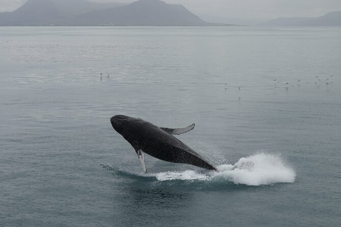 Guided Whale Watching Experience from Reykjavik - Searching Faxaflói Bay for whales