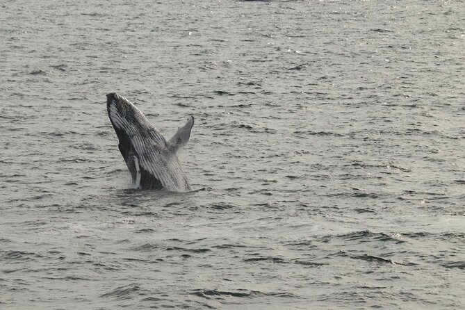 Guided Whale Watching Experience from Reykjavik - Handling rough water and cancellations
