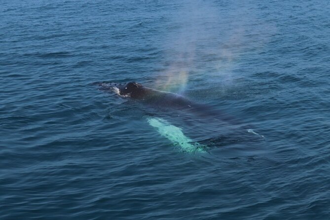 Guided Whale Watching Experience from Reykjavik - Is $97 a fair price?