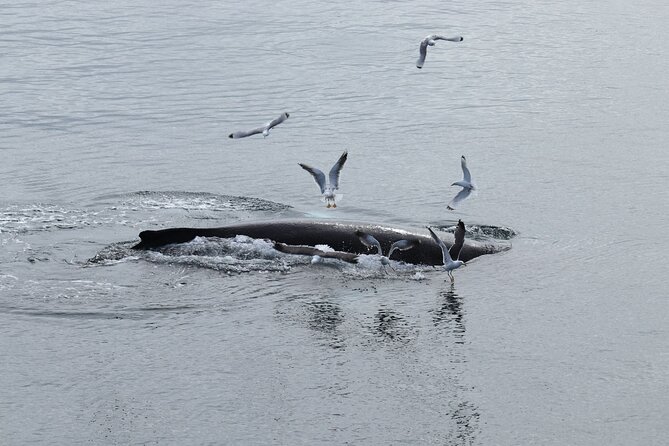 Guided Whale Watching Experience from Reykjavik - Who will enjoy this outing most?
