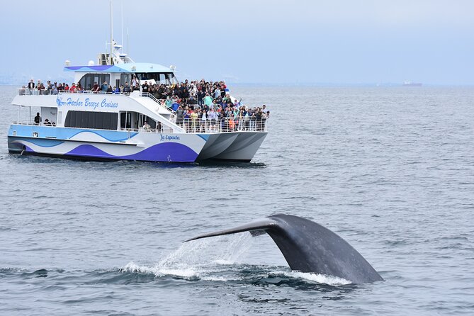 Guided Whale Watching Tour from Long Beach - Key points to know before you go