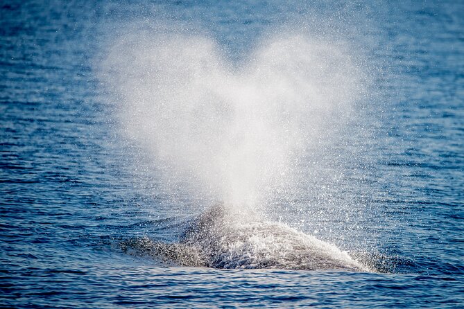 Guided Whale Watching Tour from Long Beach - Leaving from Aquarium Way in Long Beach