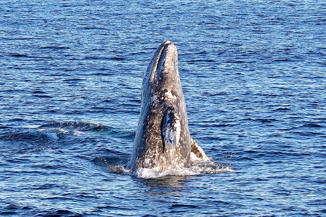 Guided Whale Watching Tour from Long Beach - What the boat feels like underway