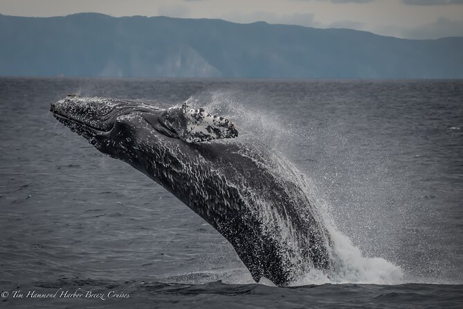 Guided Whale Watching Tour from Long Beach - The naturalists and captain make the difference