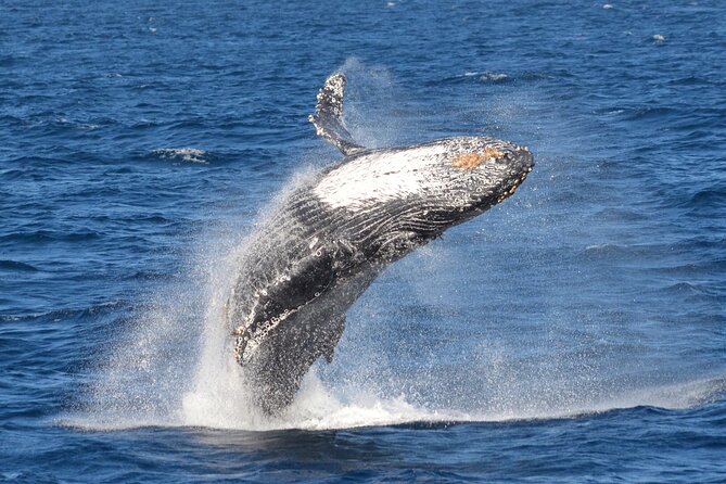 Guided Whale Watching Tour from Long Beach - Is $35 a good value?