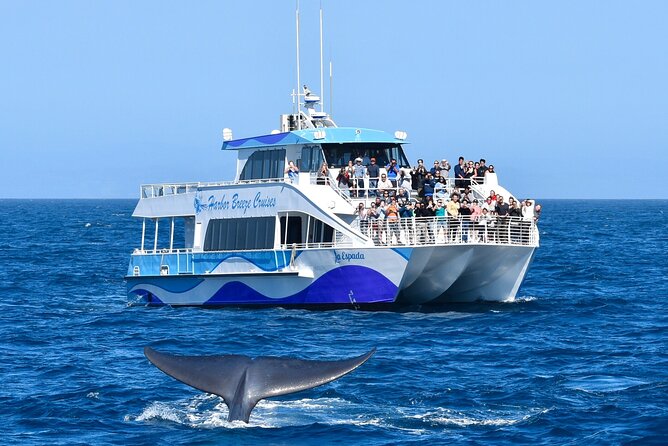 Guided Whale Watching Tour from Long Beach - Queen Mary views before the open water