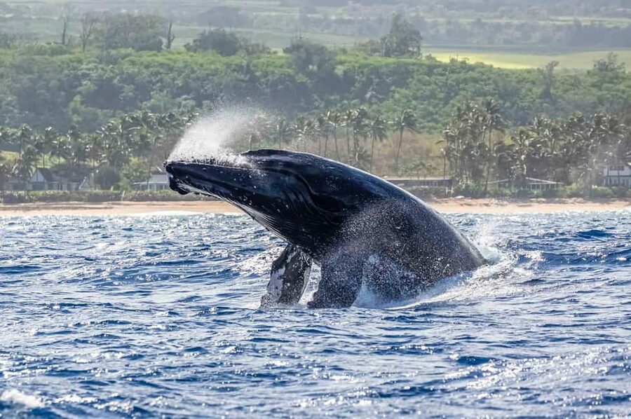 Haleiwa: North Shore Whale Watching Tour by Catamaran - Leaving Haleiwa Harbor on a fast catamaran