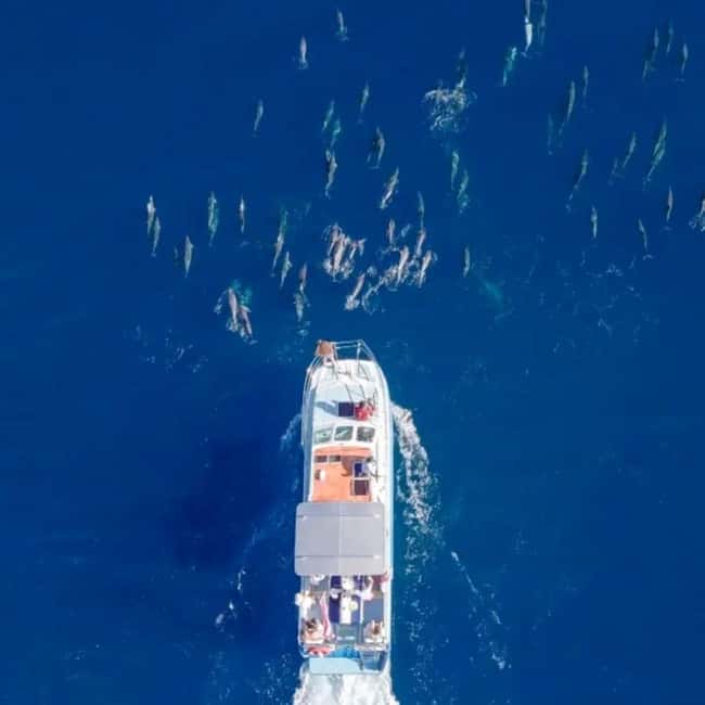 Haleiwa: North Shore Whale Watching Tour by Catamaran - Reading a humpback’s next move