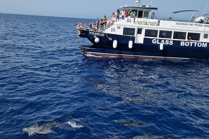 Half-Day Cruise Tour-Dolphin and Whale Watching - Key points before you book