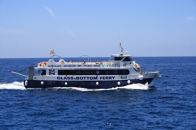Half-Day Cruise Tour-Dolphin and Whale Watching - The swim and snorkel near the coast