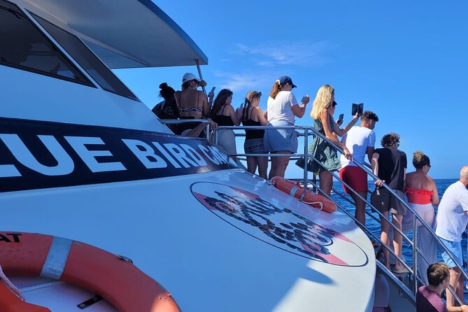Half-Day Cruise Tour-Dolphin and Whale Watching - Two to three hours searching for dolphins and whales