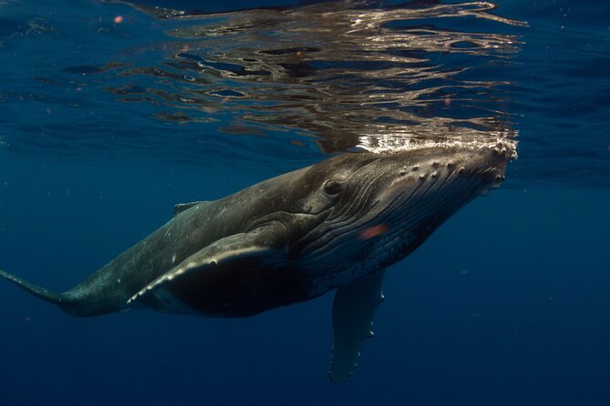 Half-Day Humpback Whales Encounter in Moorea - Searching Moorea’s coast for humpback whales