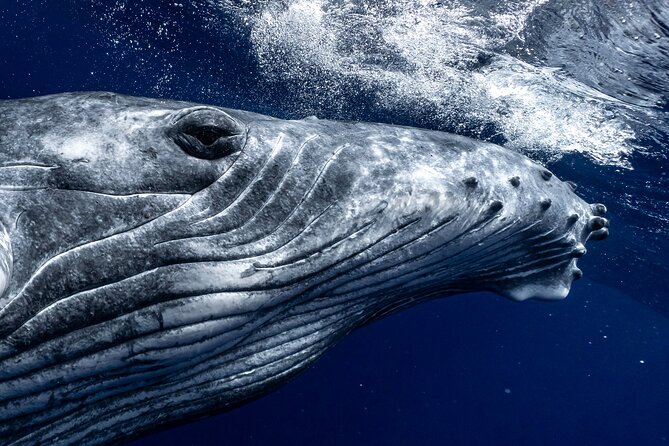 Half Day Private Whale Watching in Moorea - Key points to know before you book