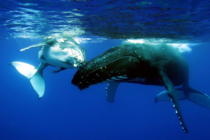 Half Day Private Whale Watching in Moorea - Meeting Marie and Julien at Moorea Marina