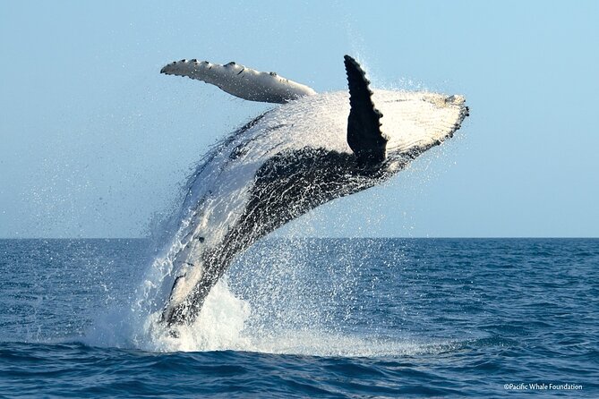 Half Day Private Whale Watching in Moorea - Snorkeling with time for turtles, rays, and reef life