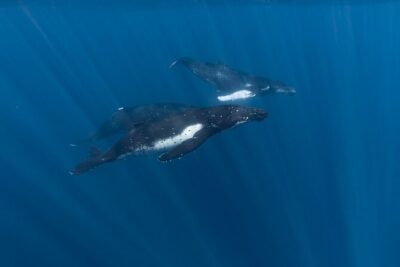 Half Day Private Whale Watching in Moorea