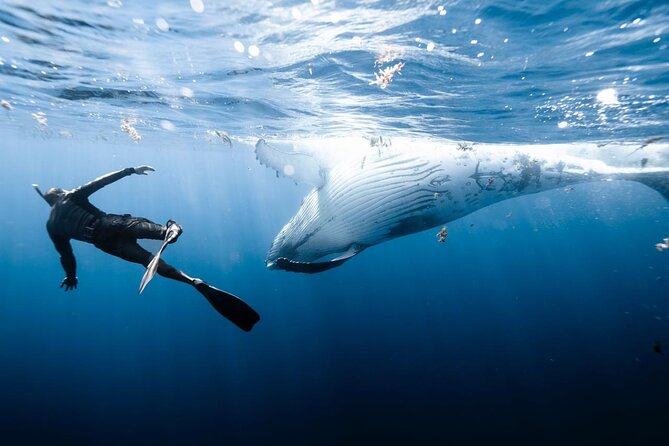 Half Day Private Whale Watching in Moorea - A private boat that bends to your plans