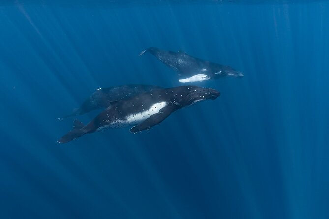 Half Day Private Whale Watching in Moorea - What happens during the whale search