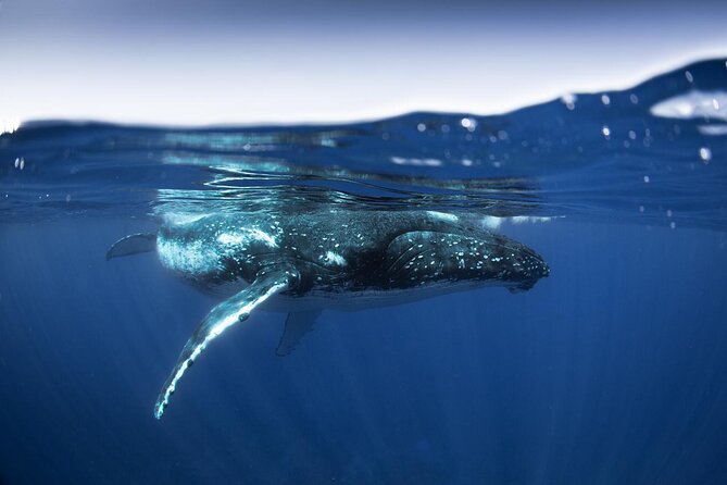 Half Day Small Group Whale Watching - Why six people changes the whale-watching experience