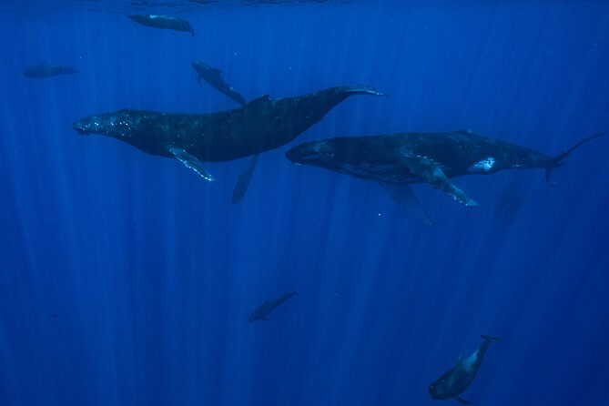 Half Day Small Group Whale Watching - Motion sickness is the biggest practical warning