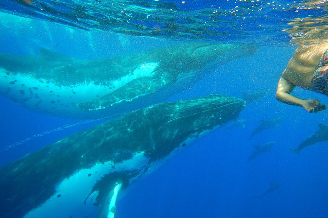 Half day whale tour 4h00 - What this Moorea whale tour is really like