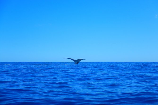 Half day whale tour 4h00 - Swimming with whales is the highlight, not a promise