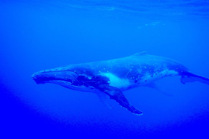 Half day whale tour 4h00 - The six-person water limit changes the odds