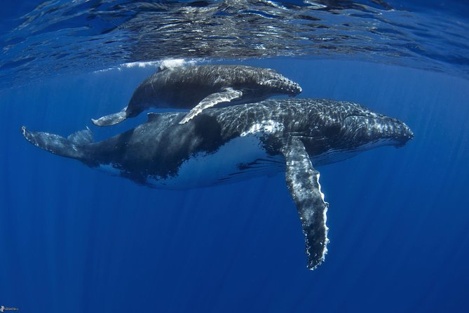 Half day whale tour 4h00 - Finding whales with sound and patience